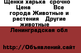 Щенки харька! срочно. › Цена ­ 5 000 - Все города Животные и растения » Другие животные   . Ленинградская обл.